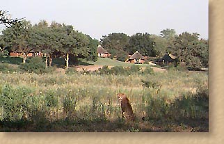 Cheetah with lodges in background